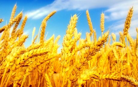 وعده پرداخت مطالبات گندمکاران تا چند روز آینده