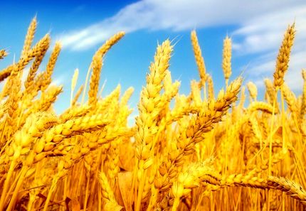 وعده پرداخت مطالبات گندمکاران تا چند روز آینده