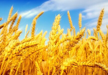 وعده پرداخت مطالبات گندمکاران تا چند روز آینده