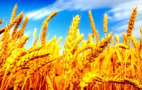 وعده پرداخت مطالبات گندمکاران تا چند روز آینده