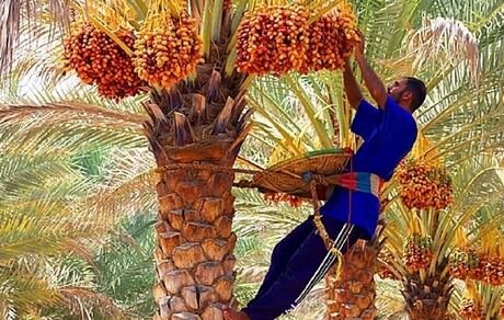 افزایش ۱۵ درصدی برداشت خرما در استان هرمزگان