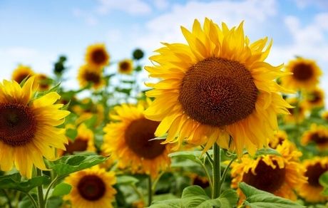 اثربخشی گیاه آفتابگردان بر سیستم گوارش