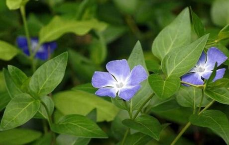 "پروانش"، گیاهی ضد سرطان