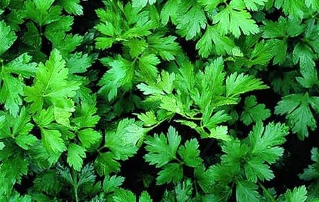 
گیاهی که چند برابر پرتقال ویتامین C دارد
