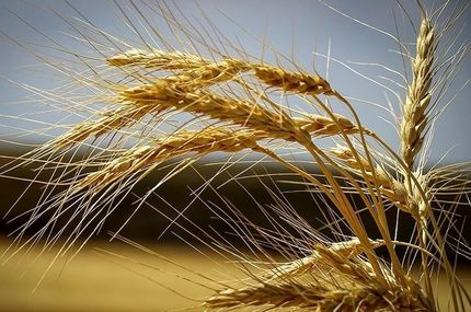 واریز ۱۷۵۰ میلیارد تومان به حساب گندمکاران / خرید تضمینی ۴.۵ میلیون تن گندم تاکنون
