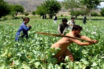 طالبان درحال از بین بردن مزارع خشخاش افغانستان