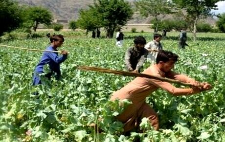 طالبان درحال از بین بردن مزارع خشخاش افغانستان