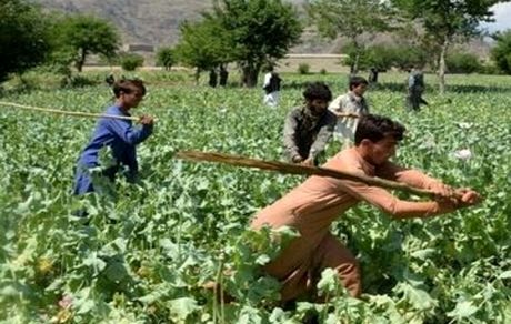 طالبان درحال از بین بردن مزارع خشخاش افغانستان
