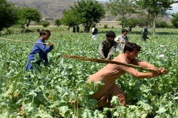 طالبان درحال از بین بردن مزارع خشخاش افغانستان