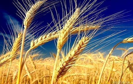 خریداری ۵۵ هزار تن گندم از کشاورزان صحنه
