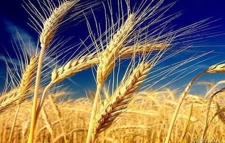 خریداری ۵۵ هزار تن گندم از کشاورزان صحنه