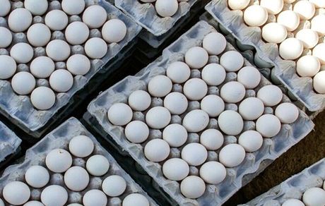 چه خبر از قیمت تخم‌مرغ بسته بندی؟