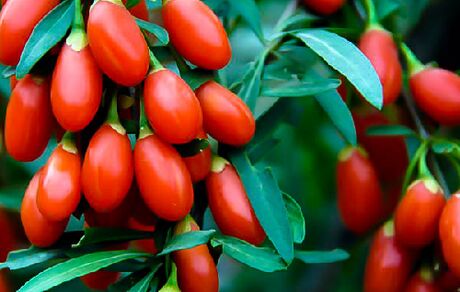 گوجی بری، بهترین گیاه چربی سوز طبیعی و مفید برای لاغری