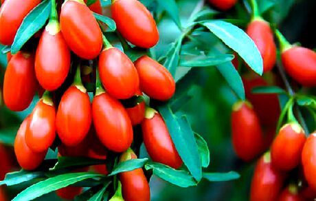 گوجی بری، بهترین گیاه چربی سوز طبیعی و مفید برای لاغری