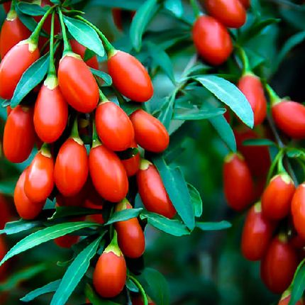 گوجی بری، بهترین گیاه چربی سوز طبیعی و مفید برای لاغری