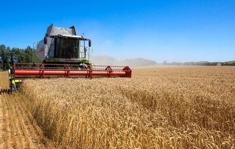 پرداخت باقیمانده مطالبات گندمکاران استان کرمان در برنامه است