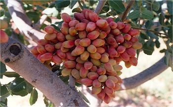 سال گذشته ۹۱۵ میلیون دلار پسته صادر شد