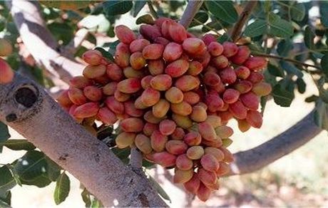 سال گذشته ۹۱۵ میلیون دلار پسته صادر شد