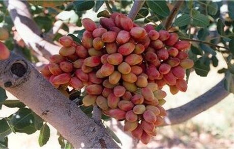 سال گذشته ۹۱۵ میلیون دلار پسته صادر شد