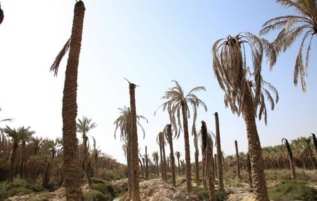 تنش آبی، ۷۵۰۰ نخل در خوزستان را از بین برد