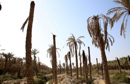 تنش آبی، ۷۵۰۰ نخل در خوزستان را از بین برد