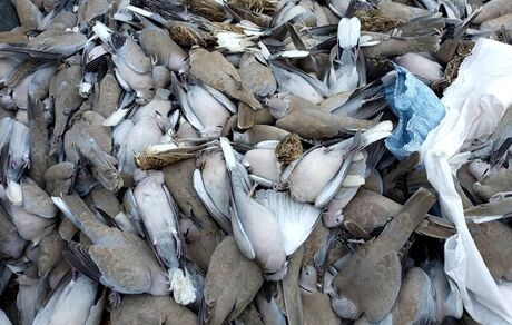 کشف و جمع‌آوری تعداد زیادی لاشه پرنده مسموم در یکی از زمین‌های روستایی شهر اهواز