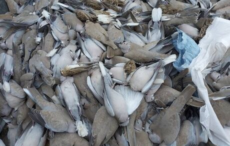 کشف و جمع‌آوری تعداد زیادی لاشه پرنده مسموم در یکی از زمین‌های روستایی شهر اهواز