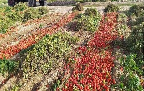 بحران ویروسی شدن مزارع گوجه فرنگی در کهگیلویه / مقام مسئول: راه درمان ندارد
