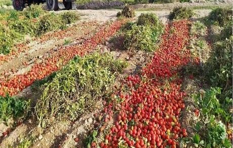 بحران ویروسی شدن مزارع گوجه فرنگی در کهگیلویه / مقام مسئول: راه درمان ندارد