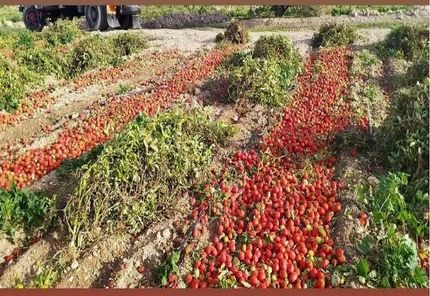 بحران ویروسی شدن مزارع گوجه فرنگی در کهگیلویه / مقام مسئول: راه درمان ندارد