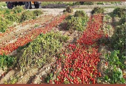 بحران ویروسی شدن مزارع گوجه فرنگی در کهگیلویه / مقام مسئول: راه درمان ندارد