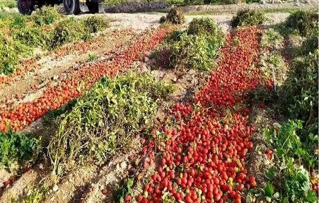 بحران ویروسی شدن مزارع گوجه فرنگی در کهگیلویه / مقام مسئول: راه درمان ندارد