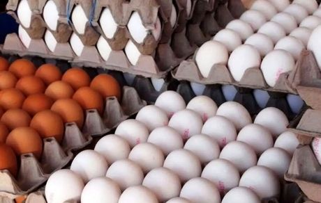 صادرات تخم مرغ از ایران به کشورهای آفریقایی برای اولین بار