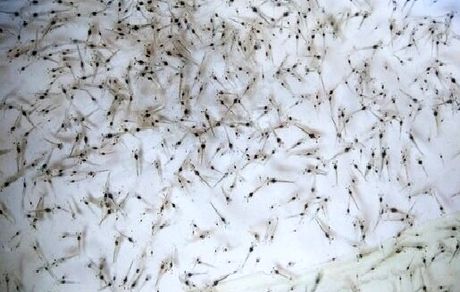 ارسال ۶۰ میلیون قطعه لارو از بوشهر به سایر استان‌های ساحلی
