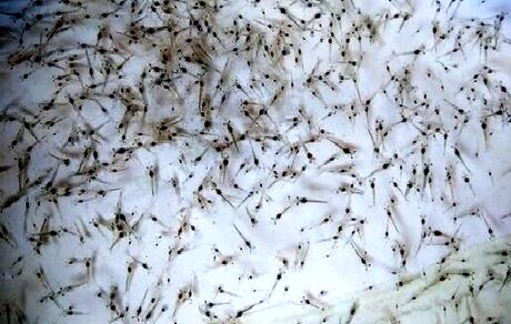 ارسال ۶۰ میلیون قطعه لارو از بوشهر به سایر استان‌های ساحلی