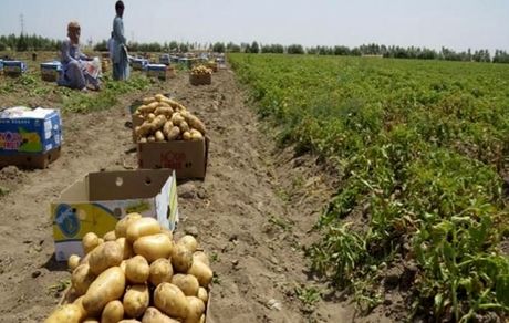 آغاز برداشت سیب زمینی در ایرانشهر