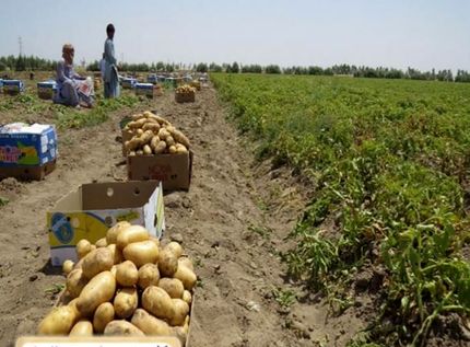 آغاز برداشت سیب زمینی در ایرانشهر