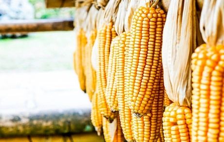  گزارش رسمی هزاران تن ذرت آلوده