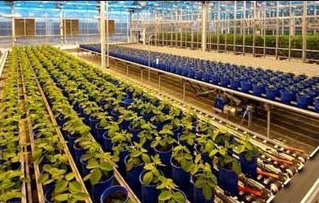 "تراریخته‌"ها ما را از وابستگی به خارج می‌رهانند/در سایه اختلافات تنها واردکنندگان منتفع شدند