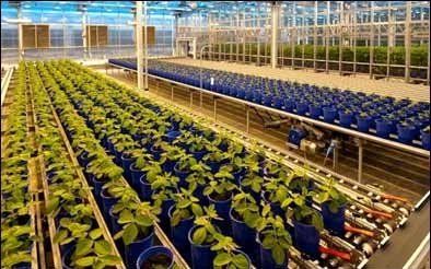 "تراریخته‌"ها ما را از وابستگی به خارج می‌رهانند/در سایه اختلافات تنها واردکنندگان منتفع شدند