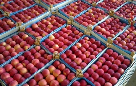 عوارض صادرات سیب تعیین شد