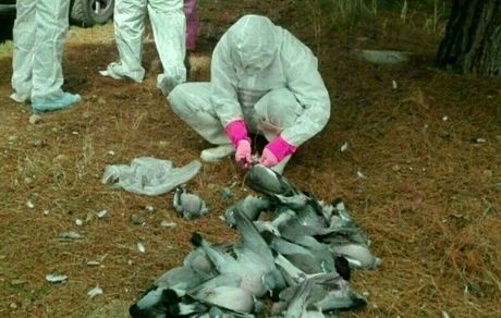 علت تلف شدن پرندگان در میانکاله