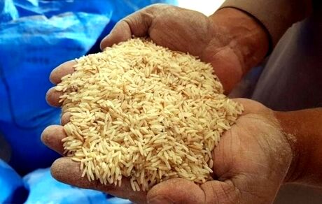 عرضه ۱۵۰ هزار تن برنج وارداتی با نرخ مصوب  