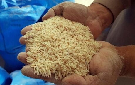 عرضه ۱۵۰ هزار تن برنج وارداتی با نرخ مصوب  