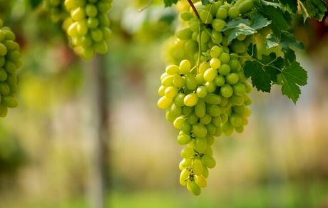 سیزدهمین جشنواره ملی خوشه برتر ملایر برگزار می‌شود