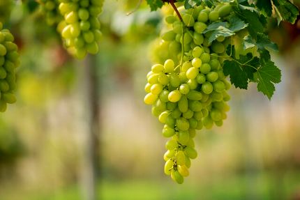سیزدهمین جشنواره ملی خوشه برتر ملایر برگزار می‌شود