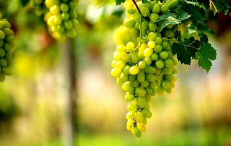 سیزدهمین جشنواره ملی خوشه برتر ملایر برگزار می‌شود