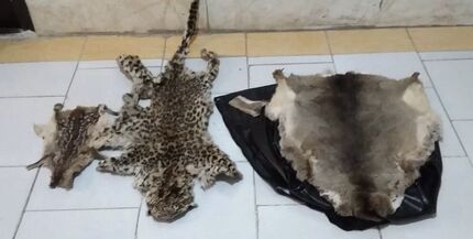دستگیری شکارچی پلنگ در گیلان