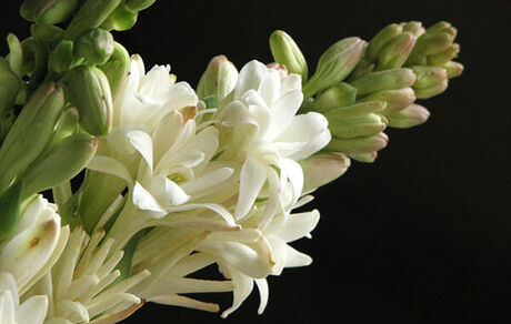 دزفول رتبه نخست کشور در تولید گل مریم
