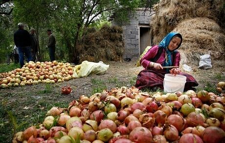 استقبال ۸۷ درصدی دیپلمه‌ها از طرح اشتغال روستایی